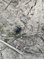 Sphodros niger