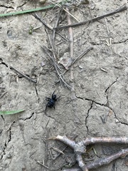 Sphodros niger
