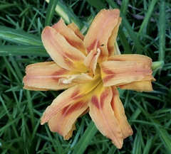Hemerocallis fulva kwanso