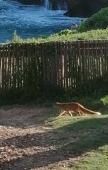 Cynictis penicillata