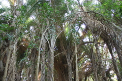 Raphia australis