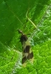 Ilisia venusta