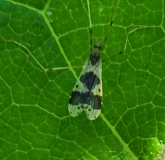 Ilisia venusta