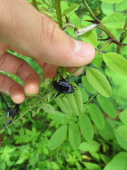 Popillia flavosellata