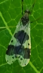 Ilisia venusta