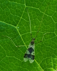 Ilisia venusta