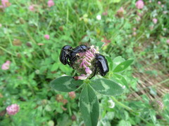 Popillia flavosellata