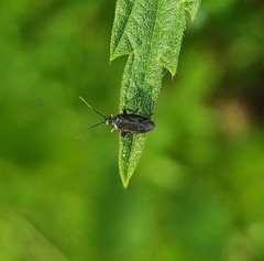 Plagiognathus arbustorum