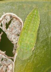 Afrorubria