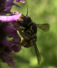 Anthidium