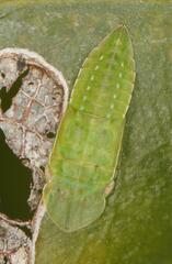 Afrorubria