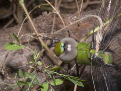 Anax guttatus