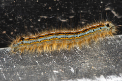 Malacosoma neustria