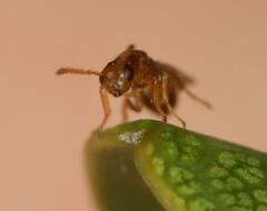 Lachaisea equicollis