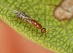 Lachaisea equicollis