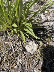 Petradoria pumila