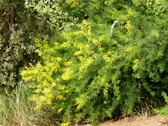Vachellia karroo