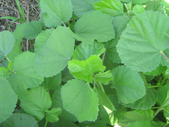 Hibiscus calyphyllus