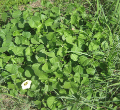Hibiscus calyphyllus