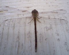 Triacanthagyna septima