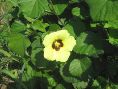 Hibiscus calyphyllus