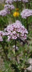 Valeriana montana