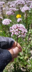 Valeriana montana