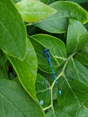 Coenagrion puella