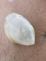 Image of Crepidula depressa