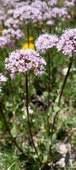 Valeriana montana