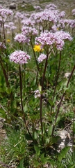 Valeriana montana