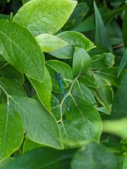Coenagrion puella