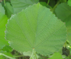 Hibiscus calyphyllus