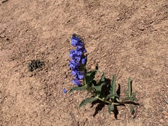 Penstemon glaber brandegeei