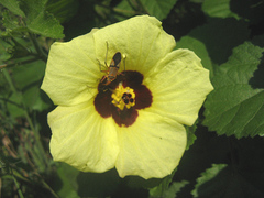 Hibiscus calyphyllus