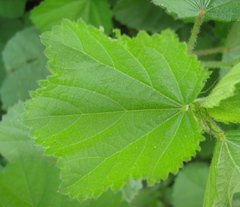 Hibiscus calyphyllus
