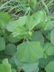 Hibiscus calyphyllus