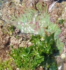Anemonia viridis
