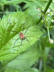 Leiobunum calcar