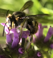 Anthidium