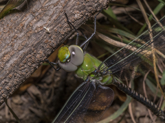 Anax guttatus