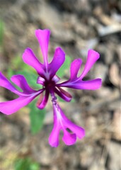 Clarkia concinna concinna