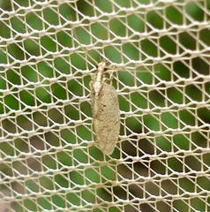 Hemerobius humulinus