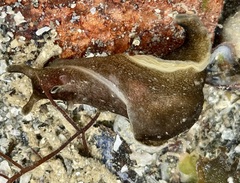 Aplysia punctata