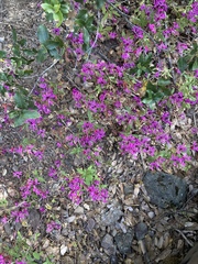 Clarkia concinna concinna