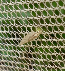 Hemerobius humulinus