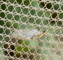 Hemerobius humulinus