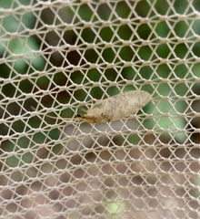 Hemerobius humulinus