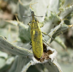 Lixus scolopax