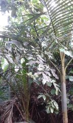 Alectryon excelsus grandis